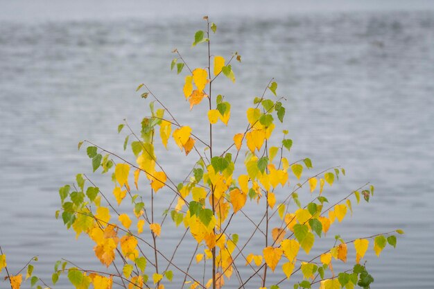 Close-up of yellow flowering plant against water