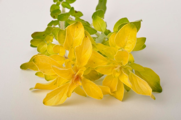 Close-up of yellow flowering plant against white background