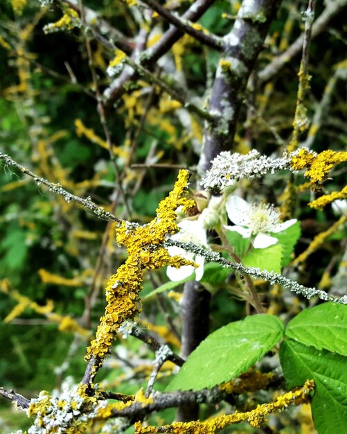 Close-up of yellow flowering plant on branch