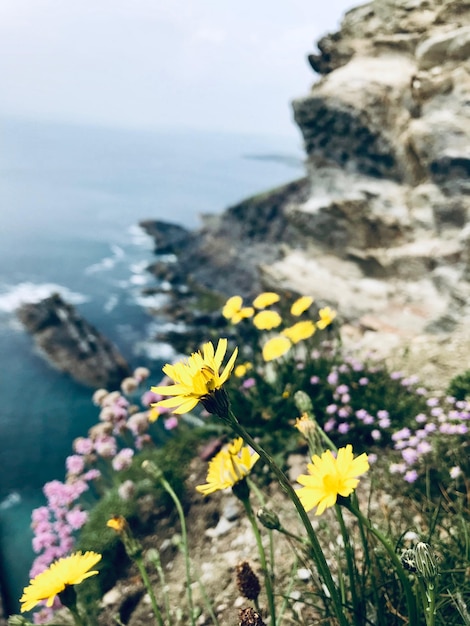 Close-up of yellow flowering plant by sea against sky