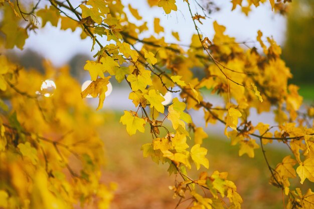 Close-up of yellow flowering plant during autumn