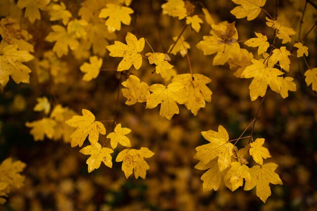 Close-up of yellow flowering plant during autumn