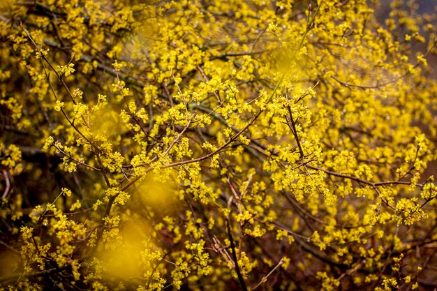 Close-up of yellow flowering plant during autumn