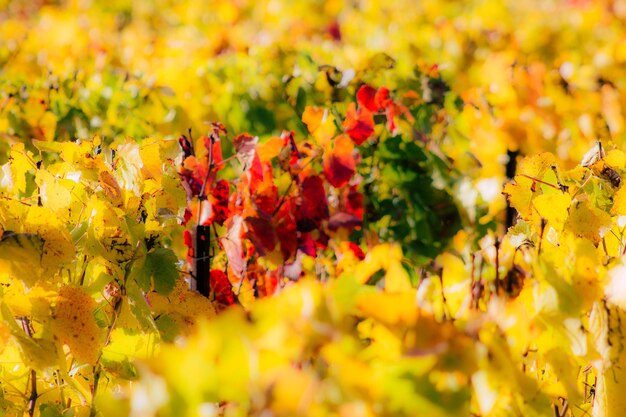 Close-up of yellow flowering plant during autumn