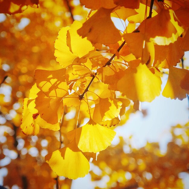 Close-up of yellow flowering plant during autumn