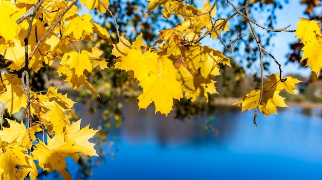 Close-up of yellow flowering plant during autumn