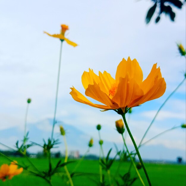 Close-up of yellow flowering plant on field against sky