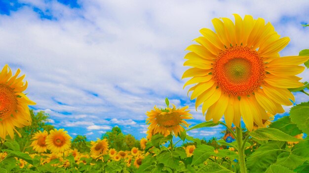 Close-up of yellow flowering plant on field against sky