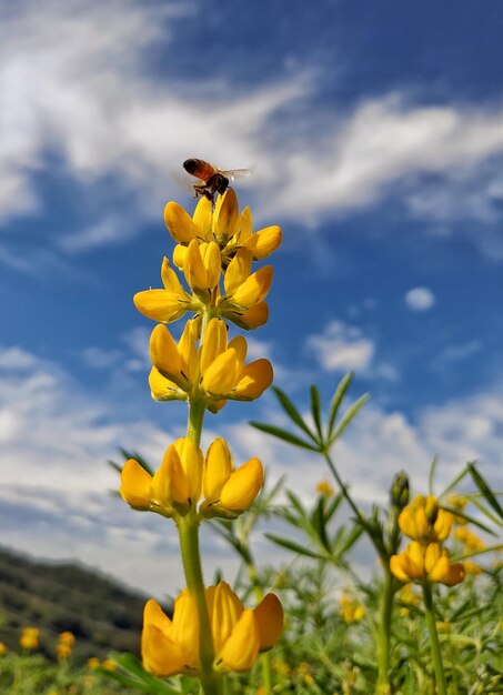 Close-up of yellow flowering plant on field against sky