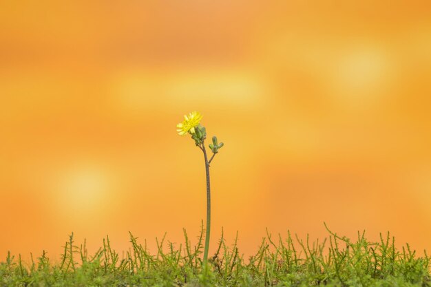 Close-up of yellow flowering plant on field during sunset