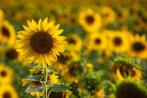 Close-up of yellow flowering plant on field