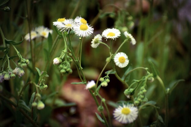 Close-up of yellow flowering plant on field