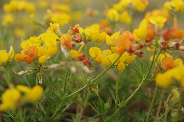 Close-up of yellow flowering plant on field