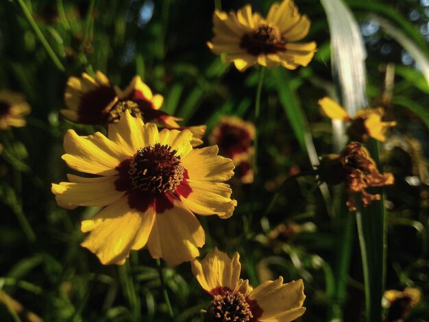 Foto close-up di una pianta a fiori gialli sul campo