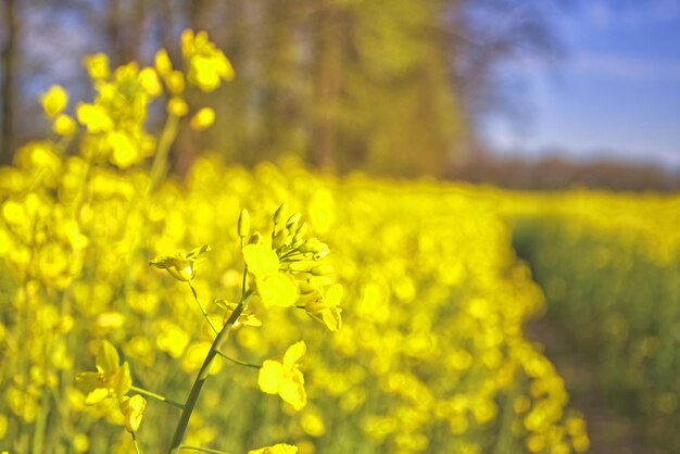 Close-up of yellow flowering plant on field