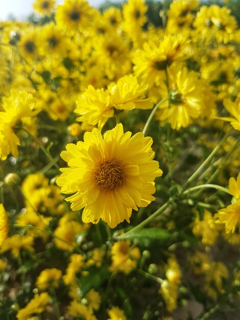 Close-up of yellow flowering plant on field