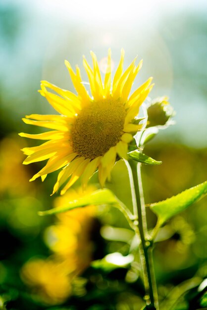 Foto close-up di una pianta a fiori gialli sul campo