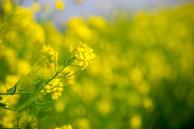 Close-up of yellow flowering plant on field