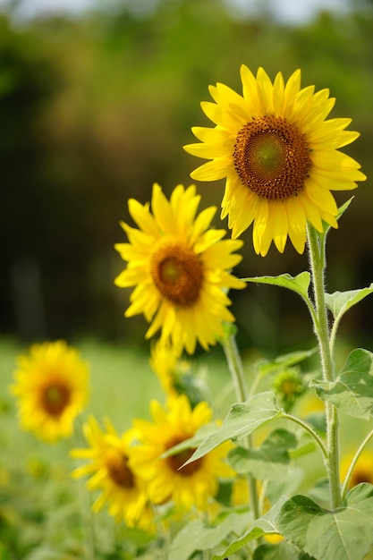 Close-up of yellow flowering plant on field