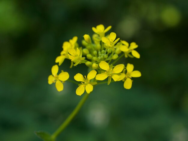 Close-up of yellow flowering plant on field