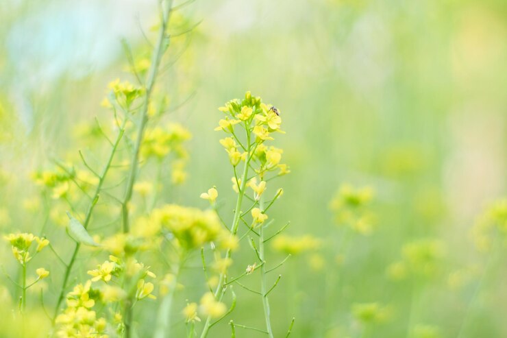 Photo 畑の黄色い花の植物のクローズアップ