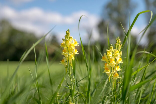 Close-up of yellow flowering plant on field