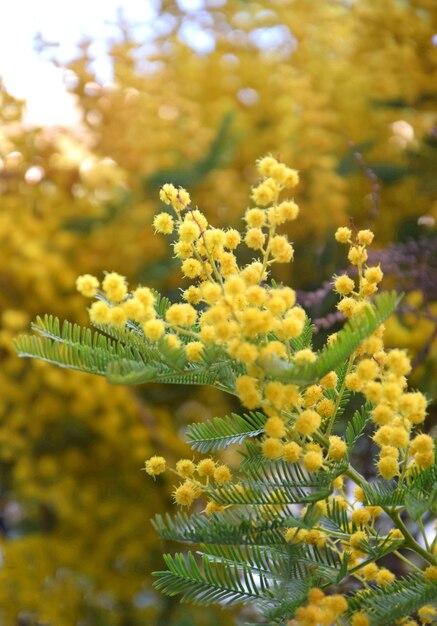 Close-up of yellow flowering plant on field