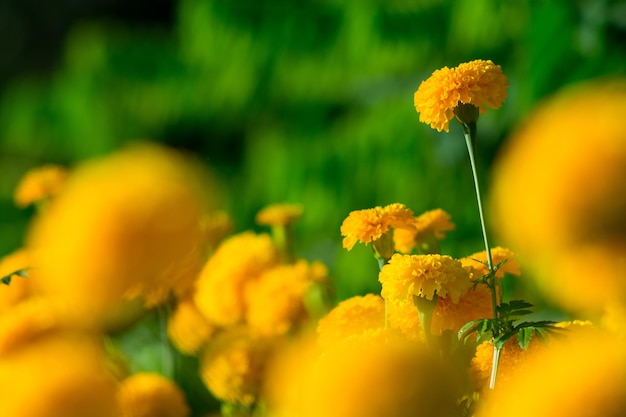 Close-up of yellow flowering plant on field