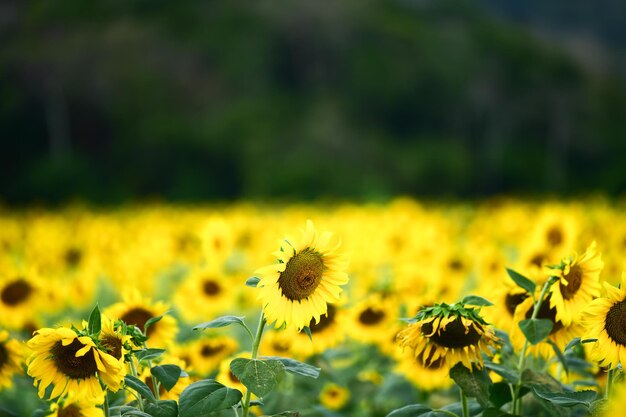 Photo close-up of yellow flowering plant on field