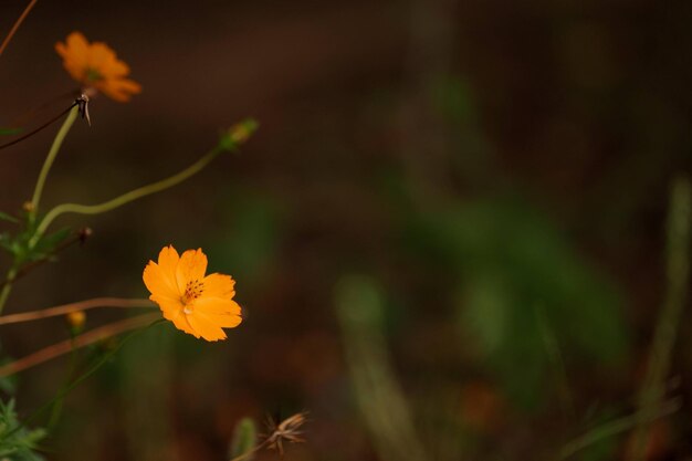 Close-up of yellow flowering plant on field