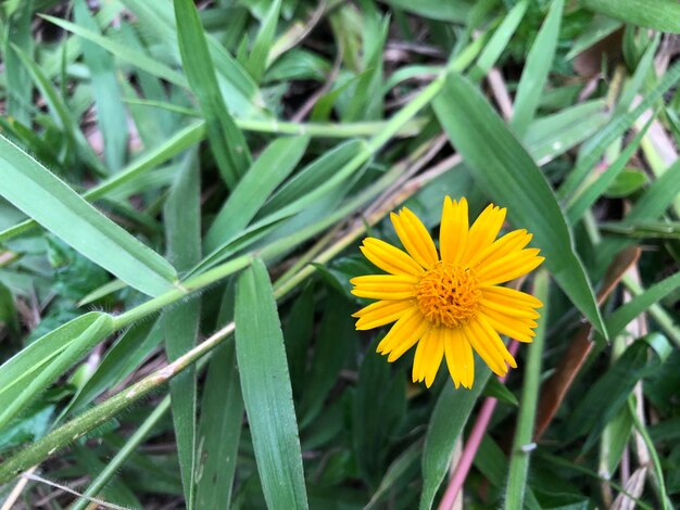 Close-up of yellow flowering plant on field