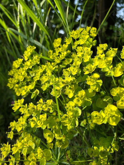 Photo close-up of yellow flowering plant on field