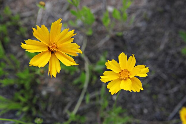 Close-up of yellow flowering plant on field