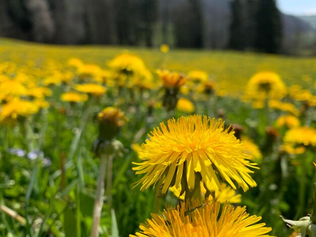 Close-up of yellow flowering plant on field