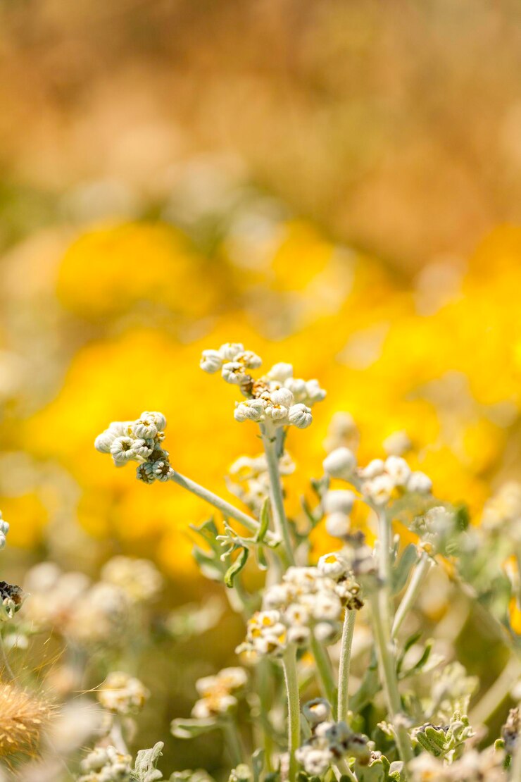 Photo 畑の黄色い花の植物のクローズアップ
