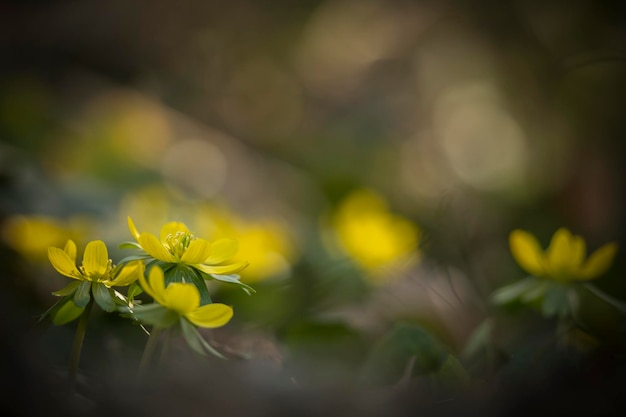 Close-up of yellow flowering plant on field