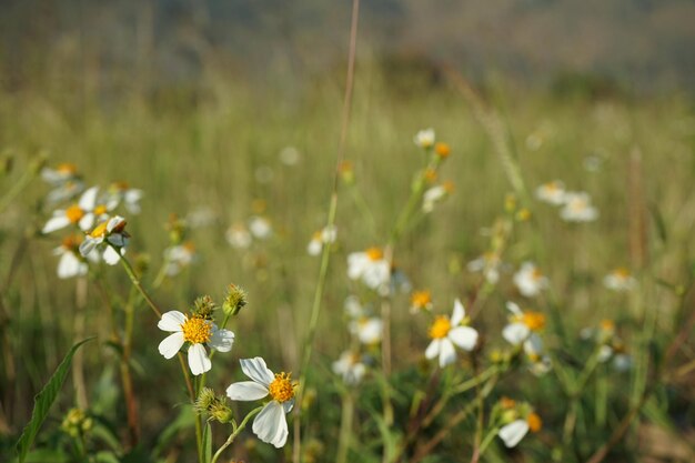 Close-up of yellow flowering plant on field