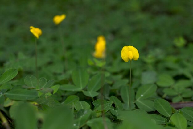 Close-up of yellow flowering plant on field