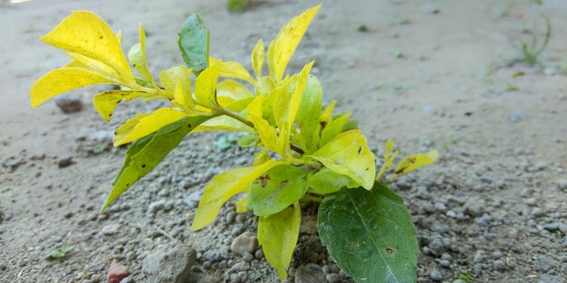 Close-up of yellow flowering plant on field