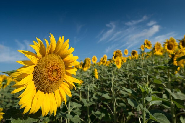 Close-up of yellow flowering plant on field