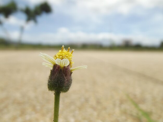 Close-up of yellow flowering plant on field