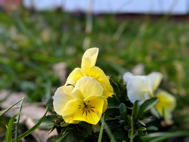 Photo close-up of yellow flowering plant on field