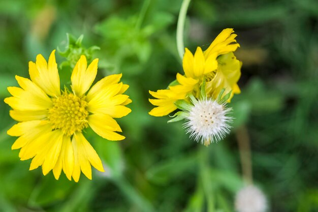 Close-up of yellow flowering plant on field