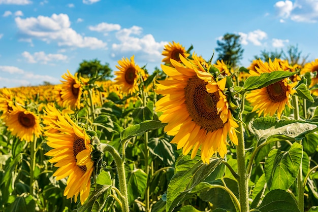 Close-up of yellow flowering plant on field