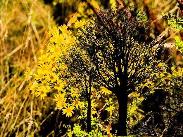 Close-up of yellow flowering plant on field