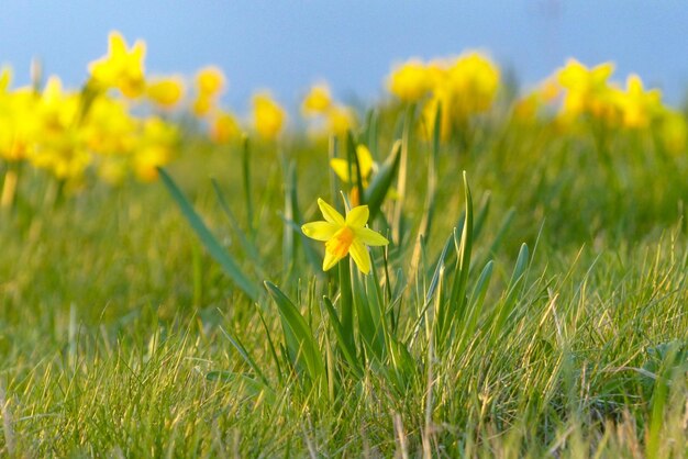 Close-up of yellow flowering plant on field