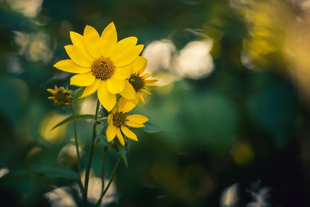 Close-up of yellow flowering plant on field