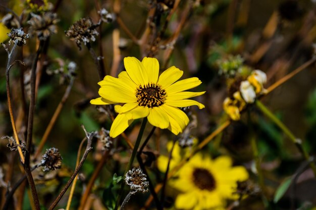 Foto close-up di una pianta a fiori gialli sul campo