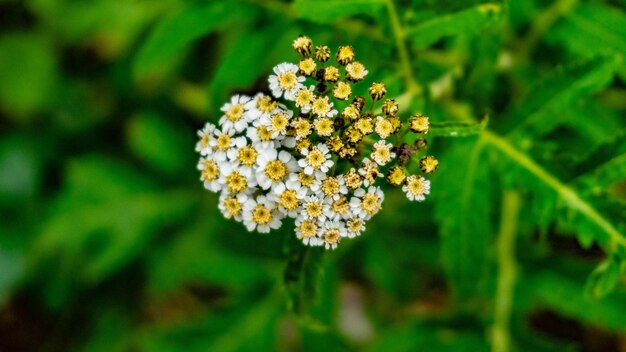 Close-up of yellow flowering plant on field