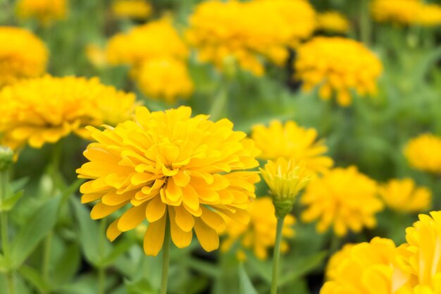 Close-up of yellow flowering plant on field